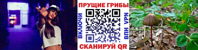 Псилоцибиновые грибы Magic Shrooms  Купить закладки  Купино 
